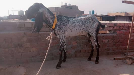 Hamna bakre sale Karne ha