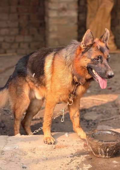 German shepherd Adult male