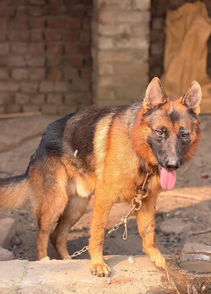 Pure German shepherd male | triple long Coat Dog | GSD Dog — photo 2