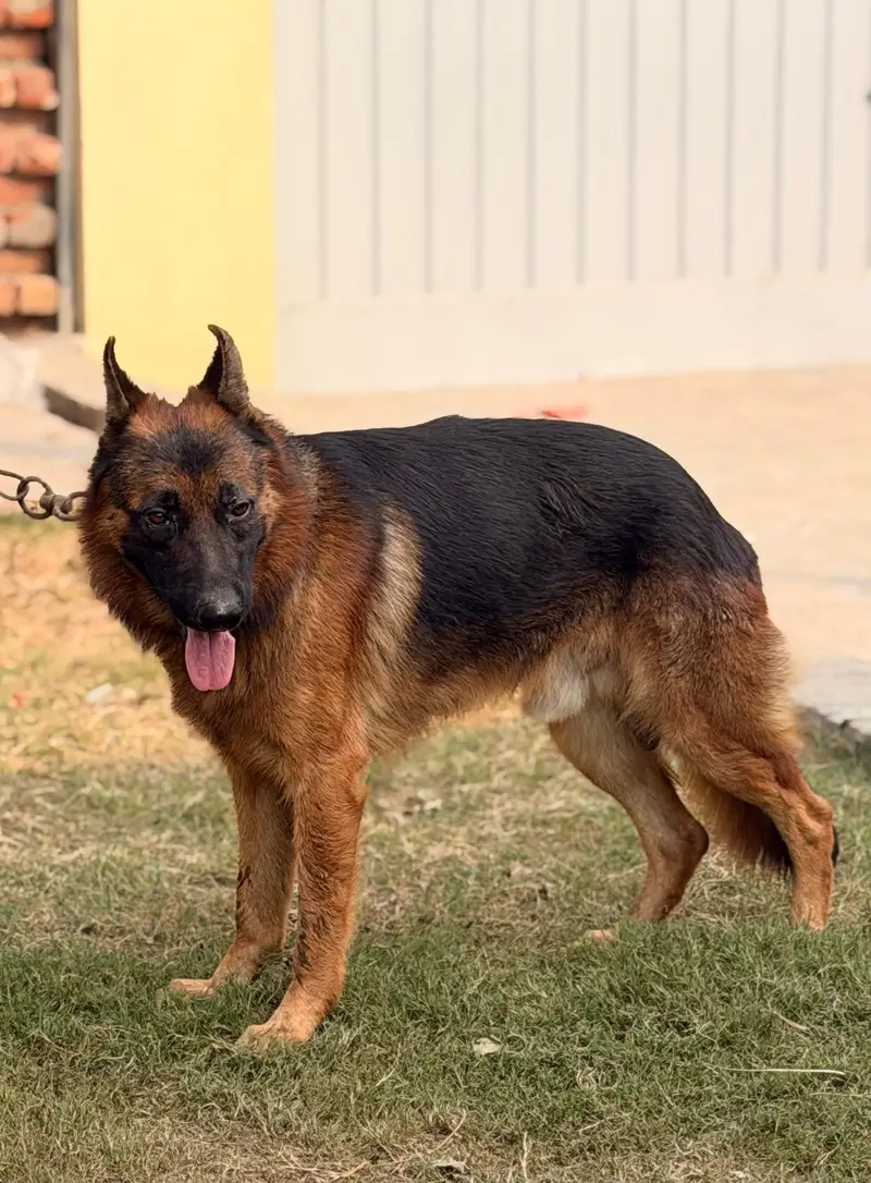 Pure German shepherd male | triple long Coat Dog | GSD Dog — photo 3