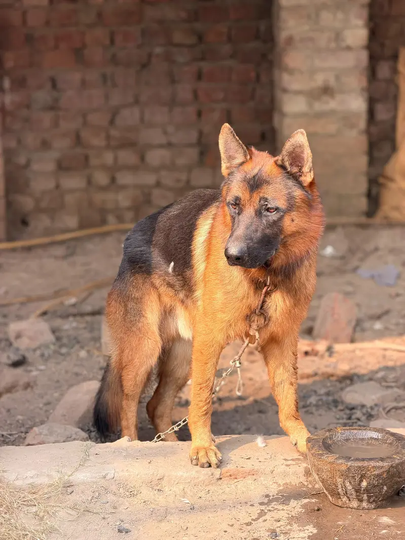Pure German shepherd male | triple long Coat Dog | GSD Dog — photo 4