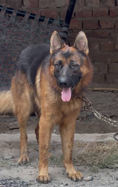 Pure German shepherd male | triple long Coat Dog | GSD Dog