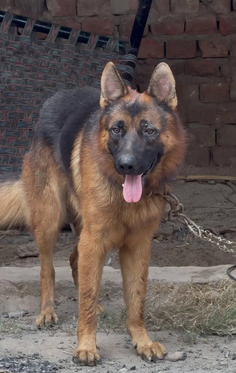 Pure German shepherd male | triple long Coat Dog | GSD Dog — photo 5