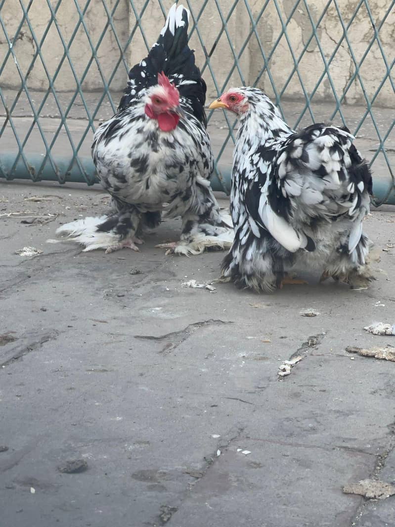molted milli 0