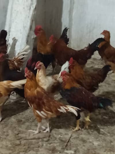 Golden Misri Male for Sale || Ghar ke palay huey || 14 - 16 weeks