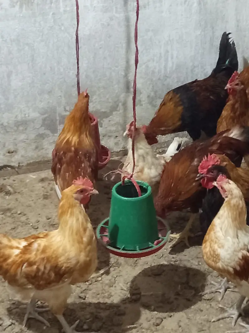 Golden Misri Male for Sale || Ghar ke palay huey || 14 - 16 weeks — photo 2