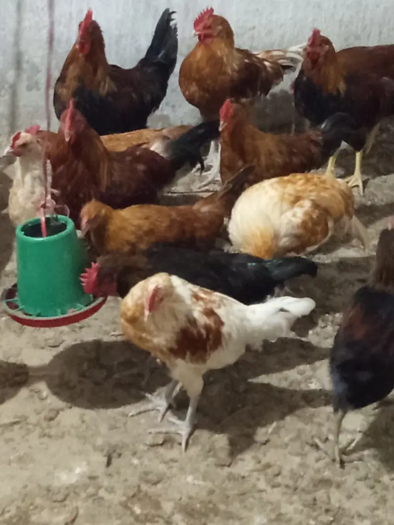 Golden Misri Male for Sale || Ghar ke palay huey || 14 - 16 weeks — photo 3