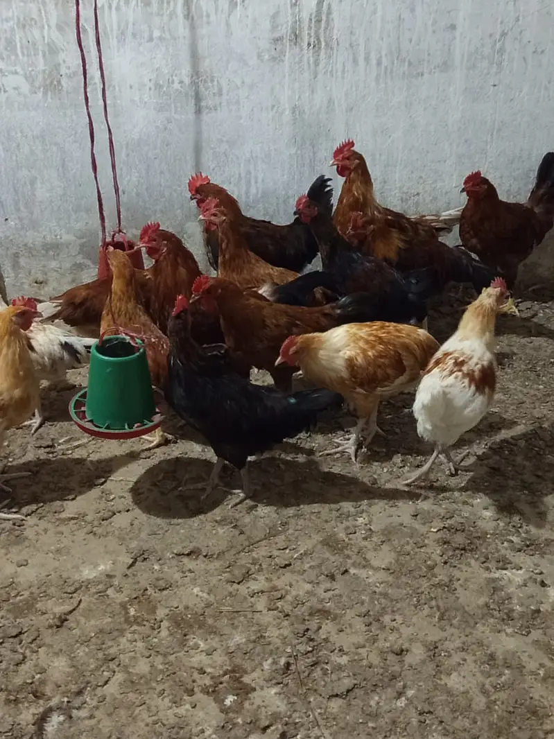 Golden Misri Male for Sale || Ghar ke palay huey || 14 - 16 weeks — photo 4