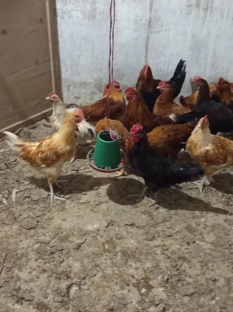 Golden Misri Male for Sale || Ghar ke palay huey || 14 - 16 weeks — photo 6