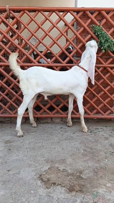 Gulabi Bakra for sale/ 03081612776