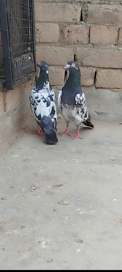 teddy pigeon breeder pair available