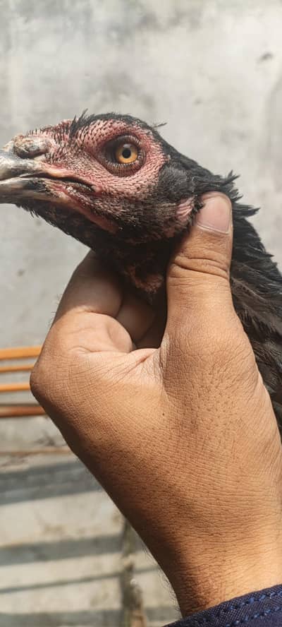 pakoye female