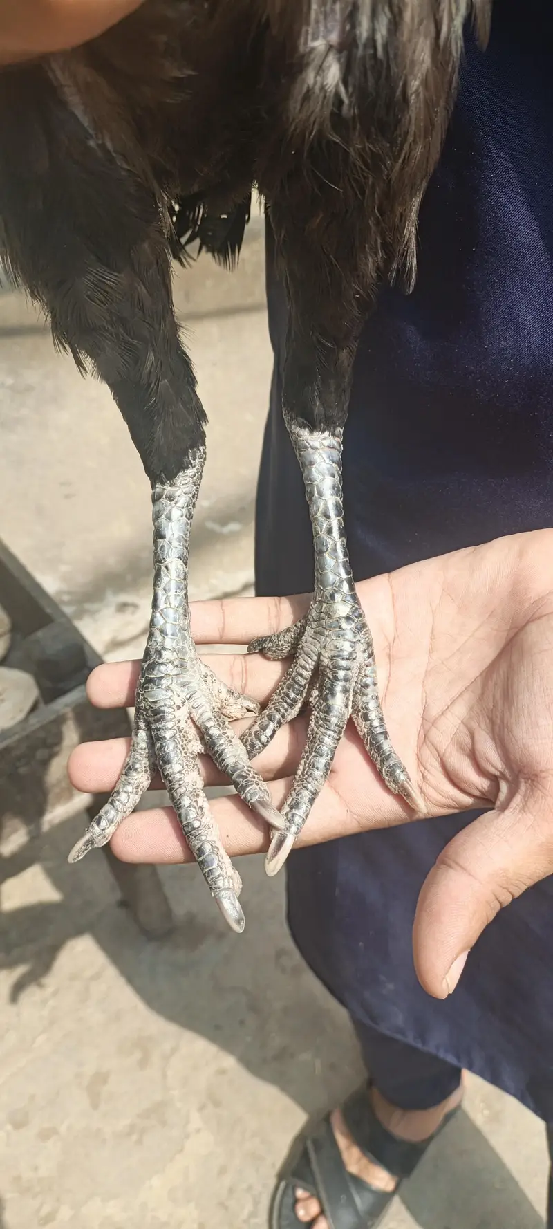 pakoye female — photo 2