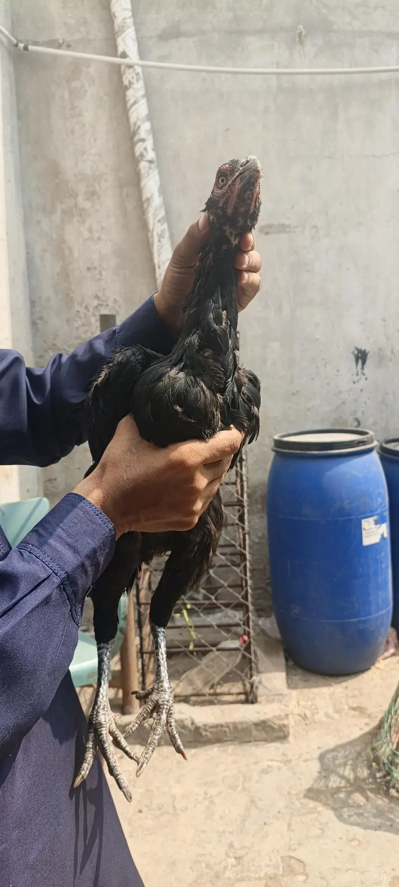 pakoye female — photo 3