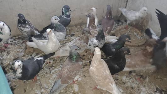 مختلف قسم کے کبوتر