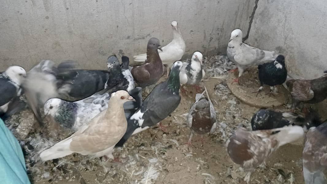 مختلف قسم کے کبوتر 1