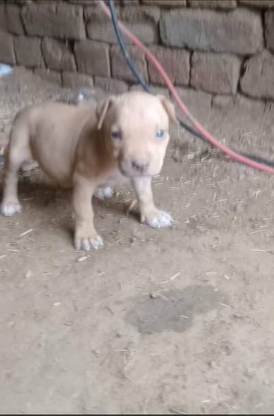 pitbull female puppy