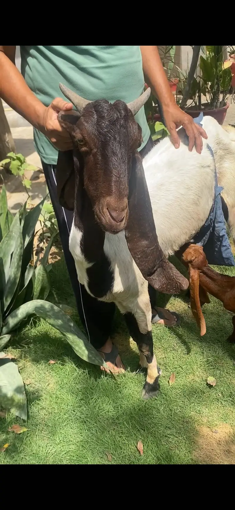 Rajan puri / patari with kids — photo 7