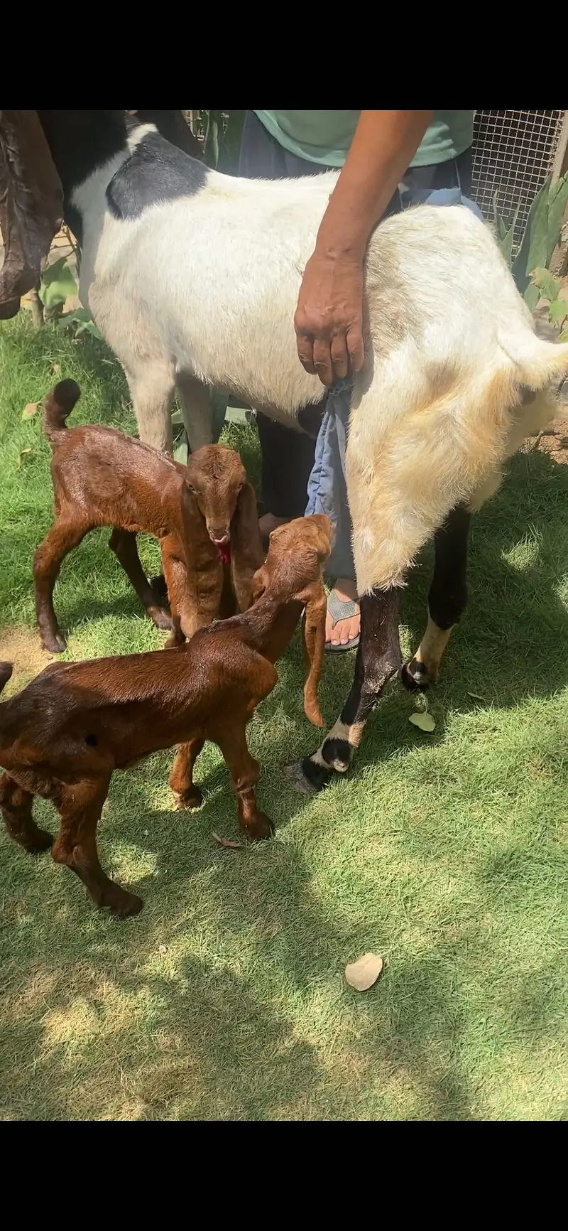 Rajan puri / patari with kids — photo 10