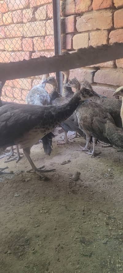 Home breed Indian Blue Peachicks