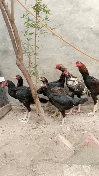Aseel ,hens,Shamo,assel hens ,Hens