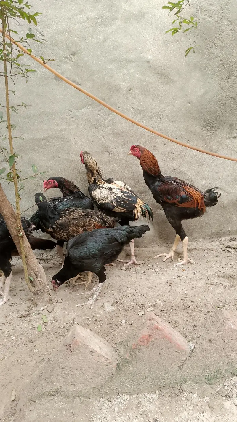 Aseel ,hens,Shamo,assel hens ,Hens — photo 2