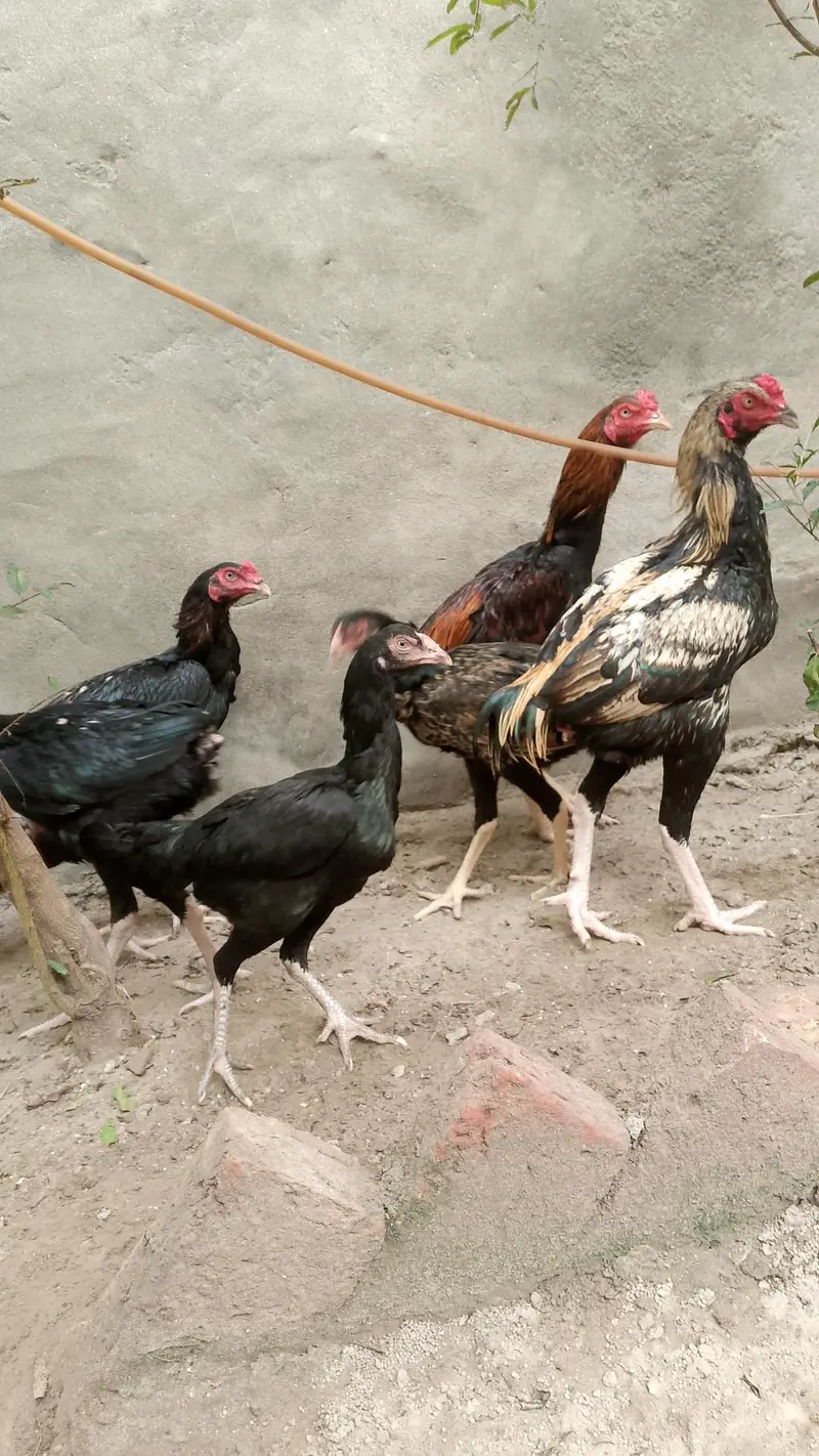 Aseel ,hens,Shamo,assel hens ,Hens — photo 3