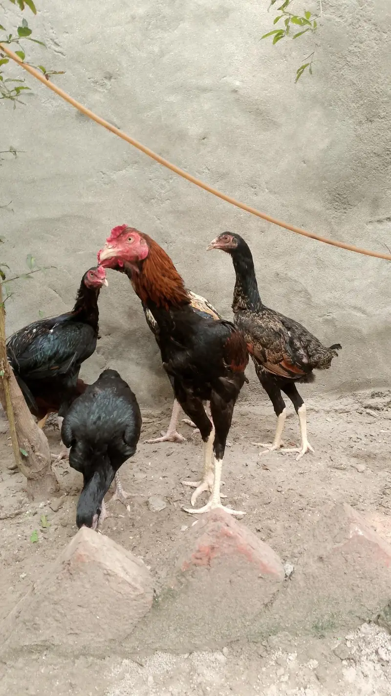 Aseel ,hens,Shamo,assel hens ,Hens — photo 4