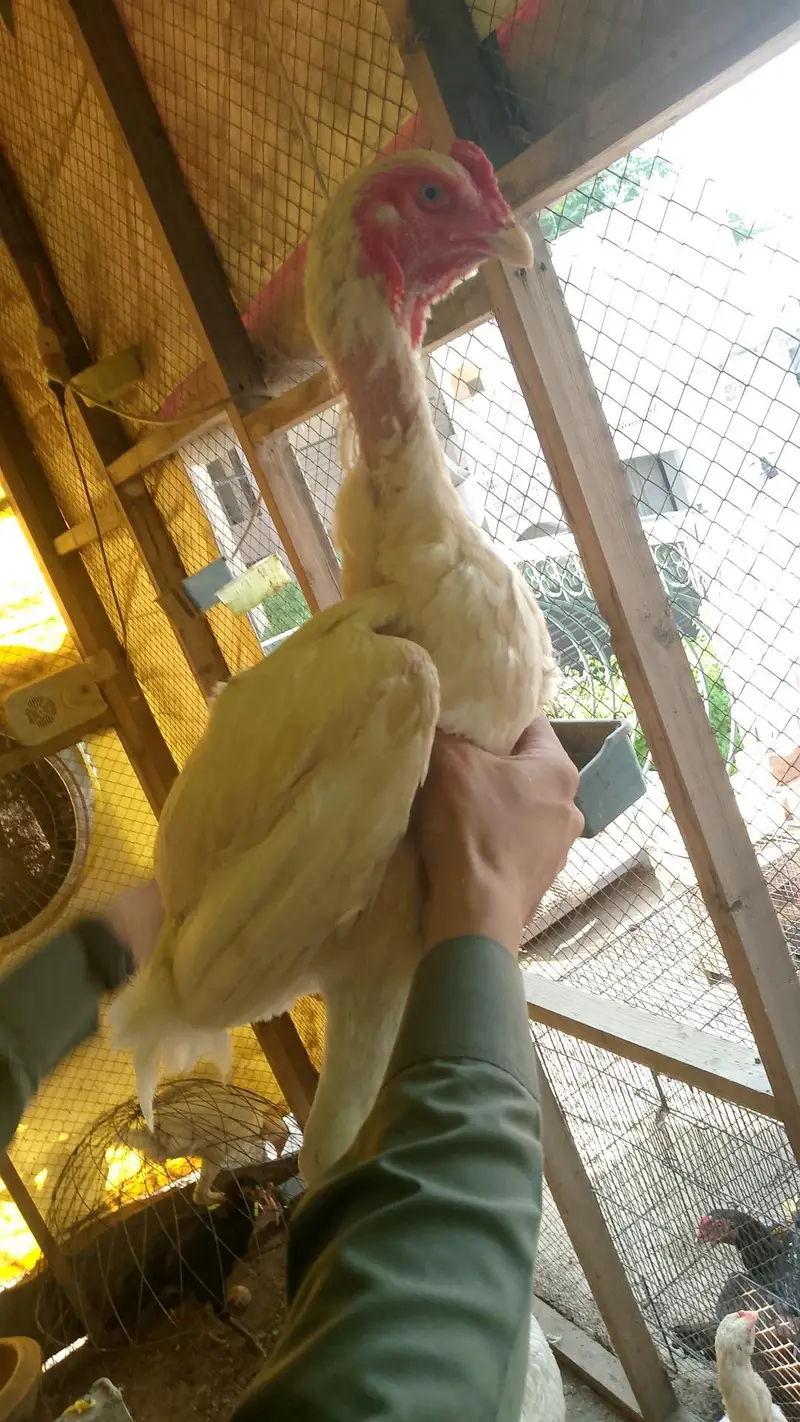 Aseel ,hens,Shamo,assel hens ,Hens — photo 5