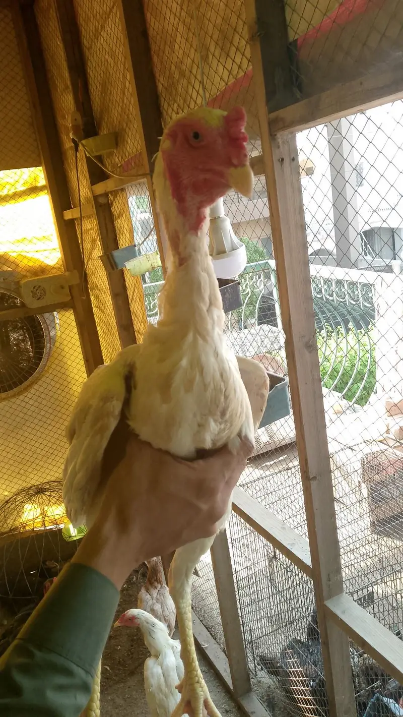 Aseel ,hens,Shamo,assel hens ,Hens — photo 6
