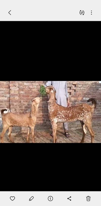 bkari ki nasal maki china h