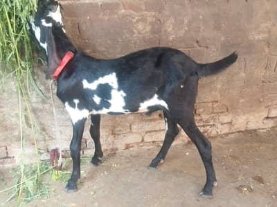 Desi Bakra for sale