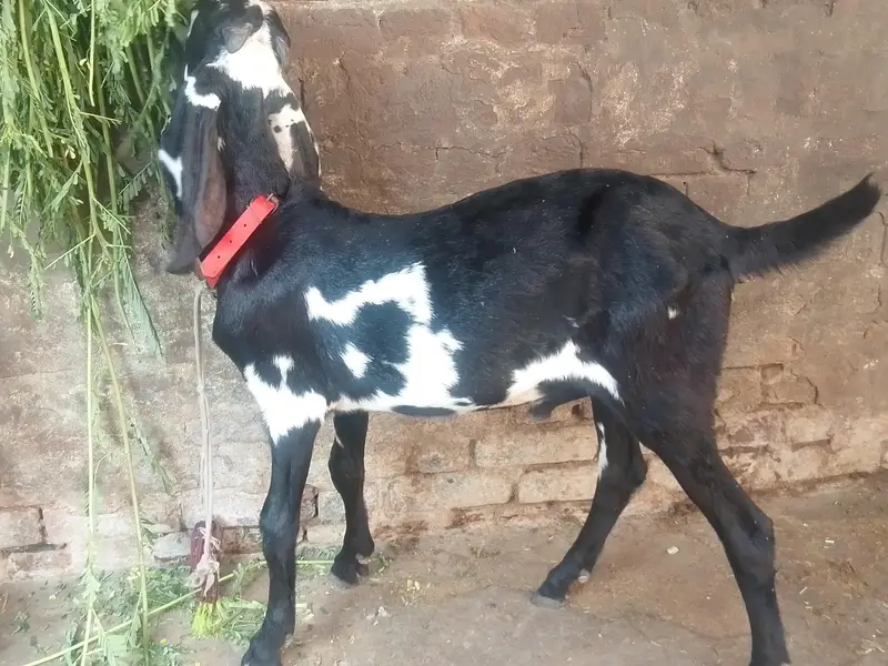 Desi Bakra for sale — photo 2