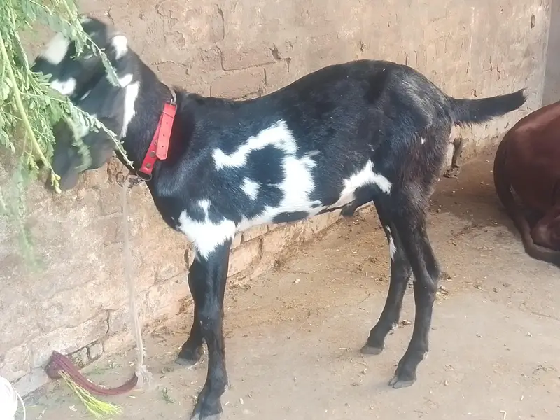 Desi Bakra for sale — photo 3