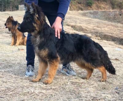 long coat german female
