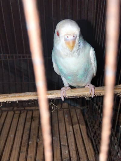 8 Australiaion parrots