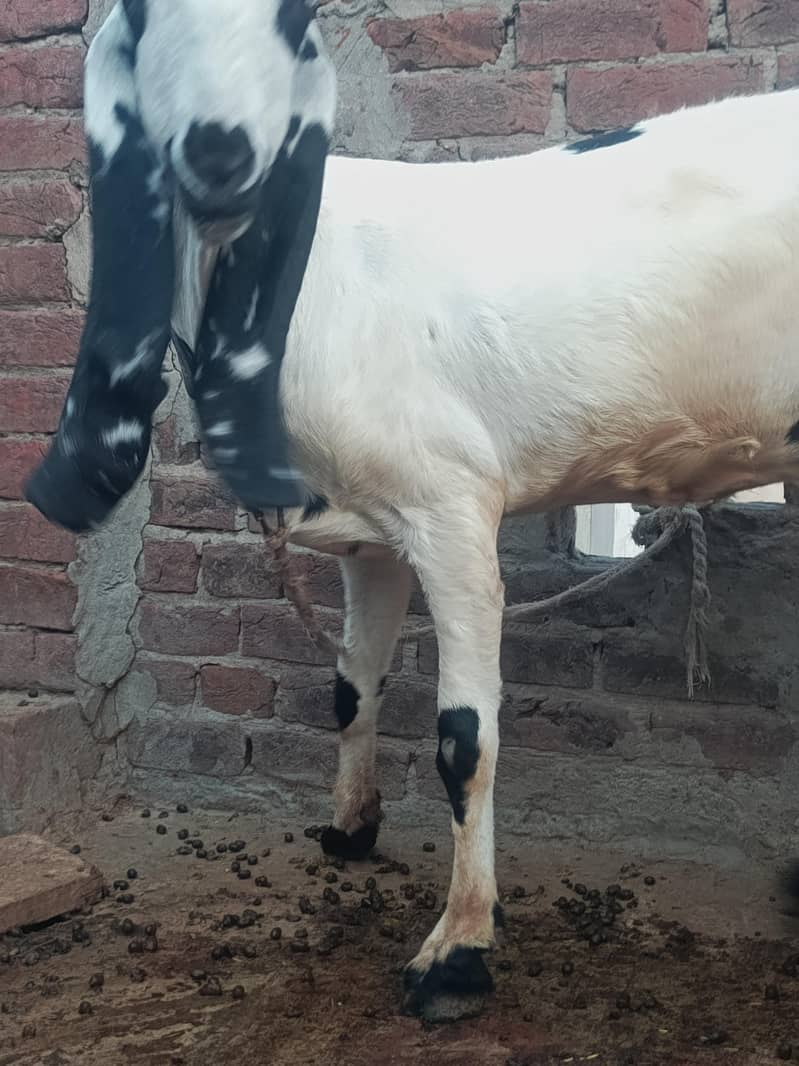 بیتل بکری سفید رنگ جو کراس ہو چکی ہے 1