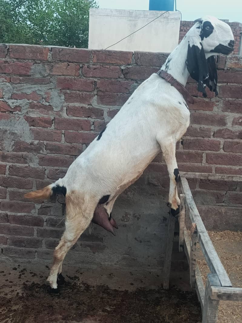 بیتل بکری سفید رنگ جو کراس ہو چکی ہے 2