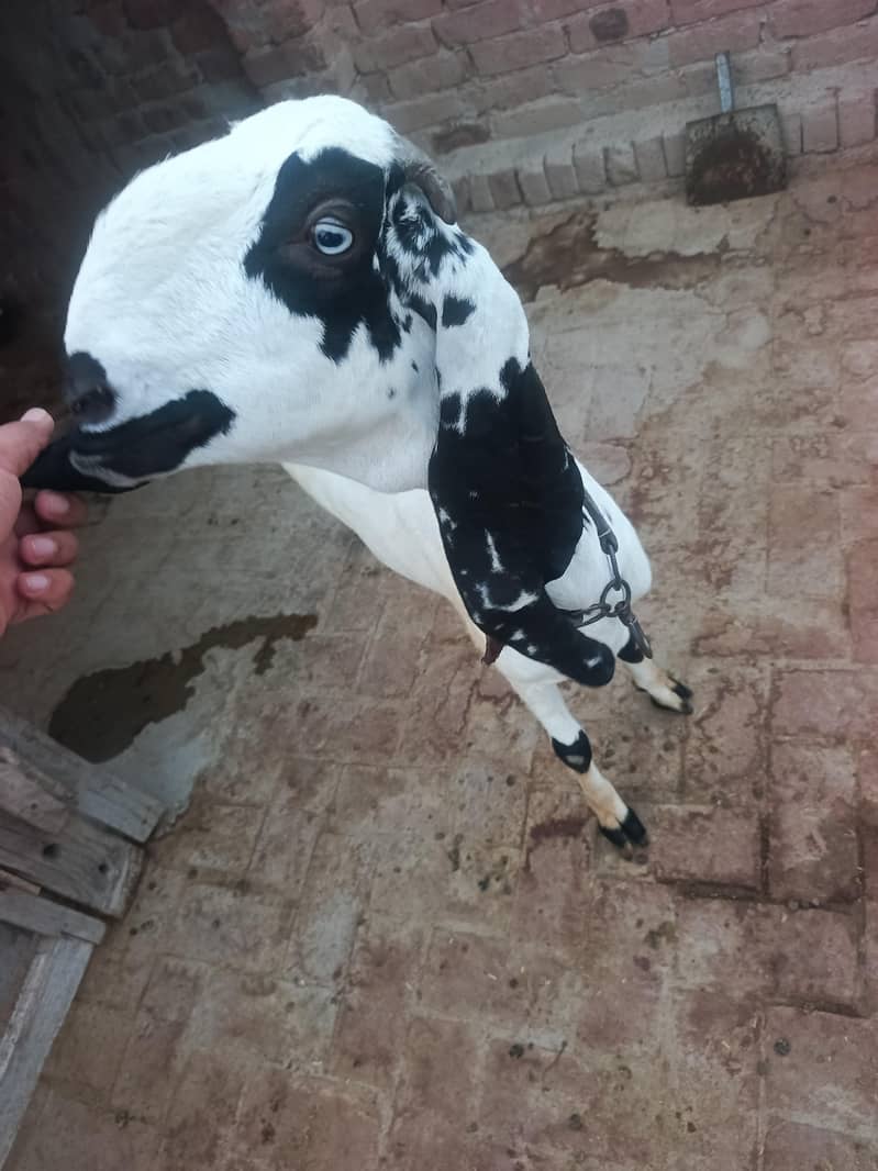 بیتل بکری سفید رنگ جو کراس ہو چکی ہے 3
