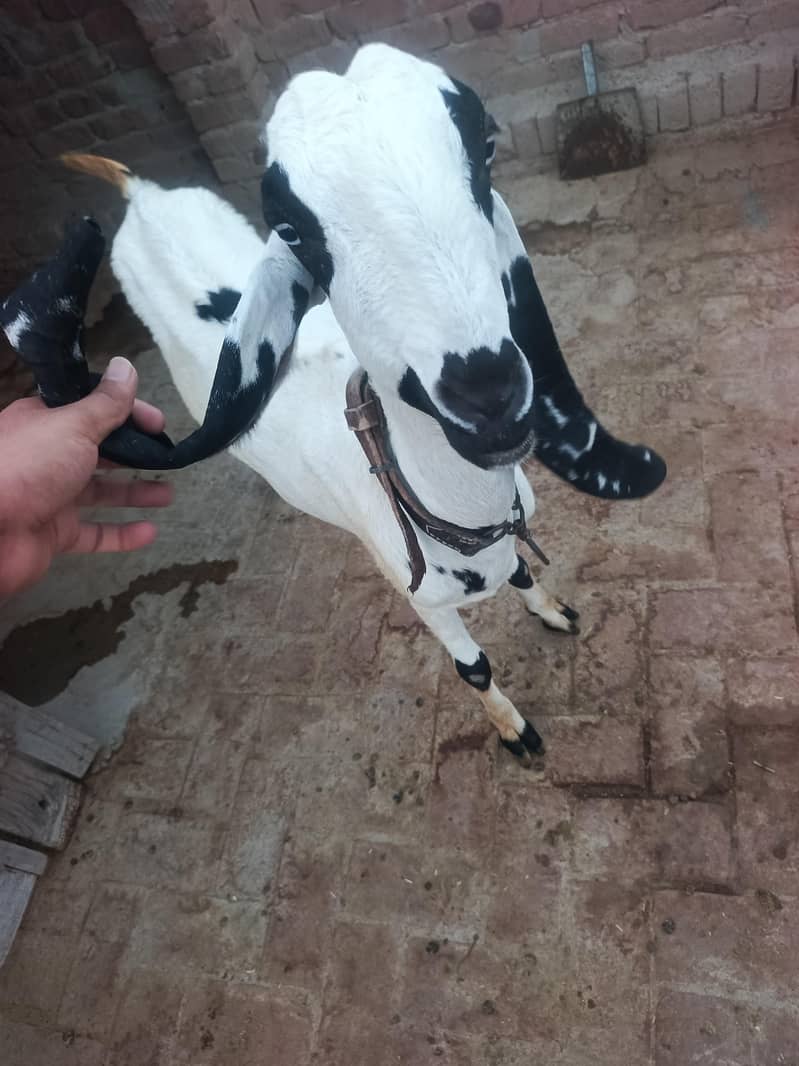 بیتل بکری سفید رنگ جو کراس ہو چکی ہے 4