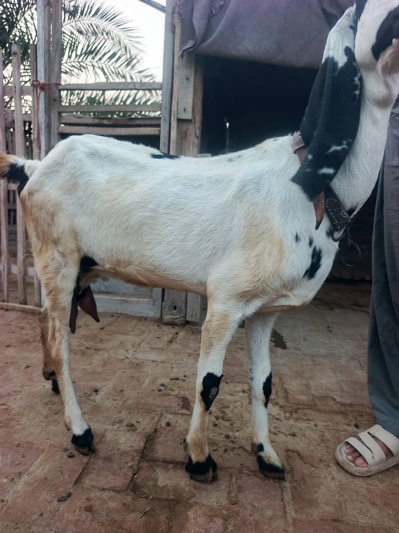 بیتل بکری سفید رنگ جو کراس ہو چکی ہے 6