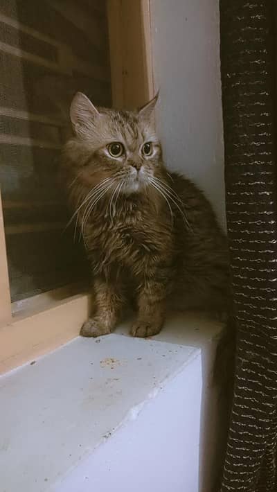 Fluffy Persian Male Cat for Sale Cute Big-Eyed Persian Male Cat