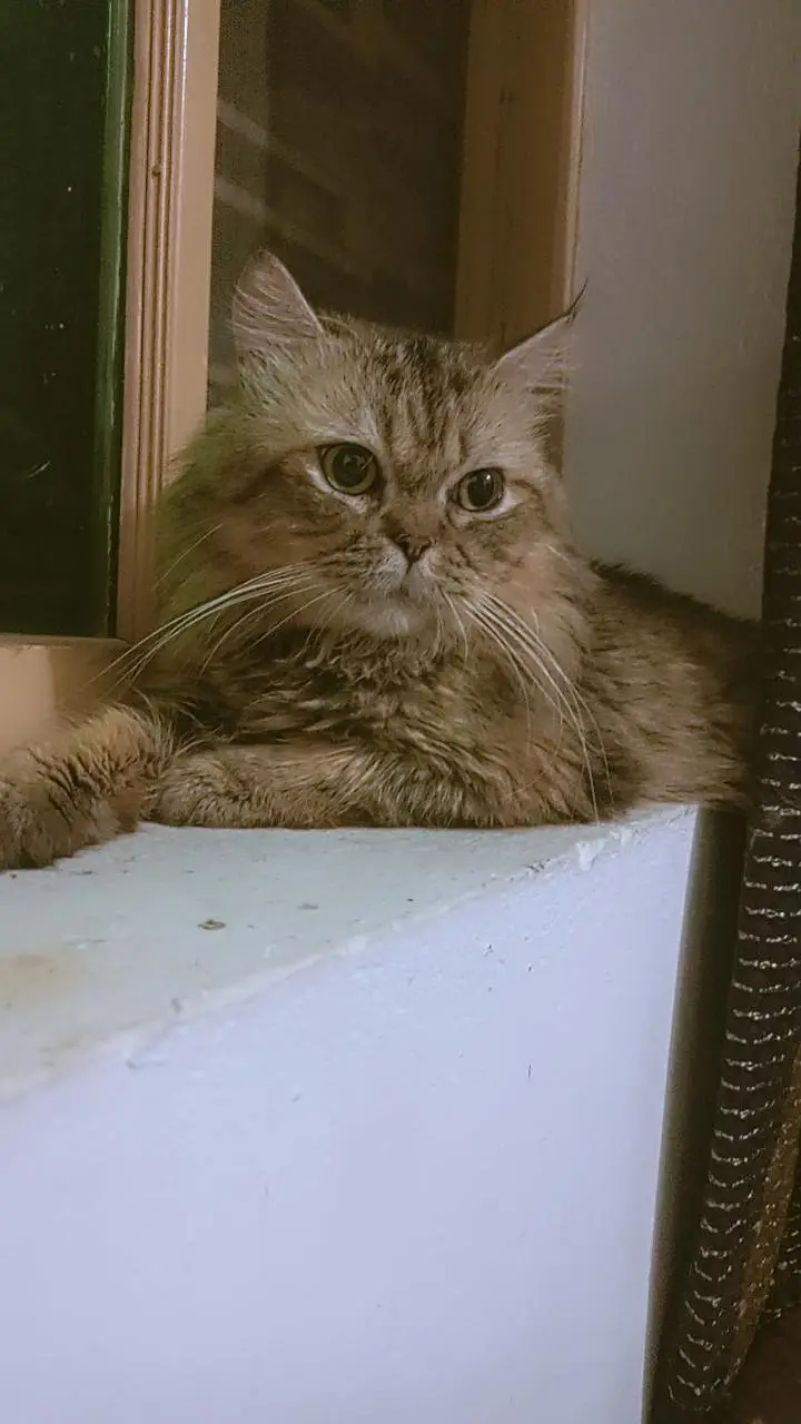 Fluffy Persian Male Cat for Sale Cute Big-Eyed Persian Male Cat — photo 2