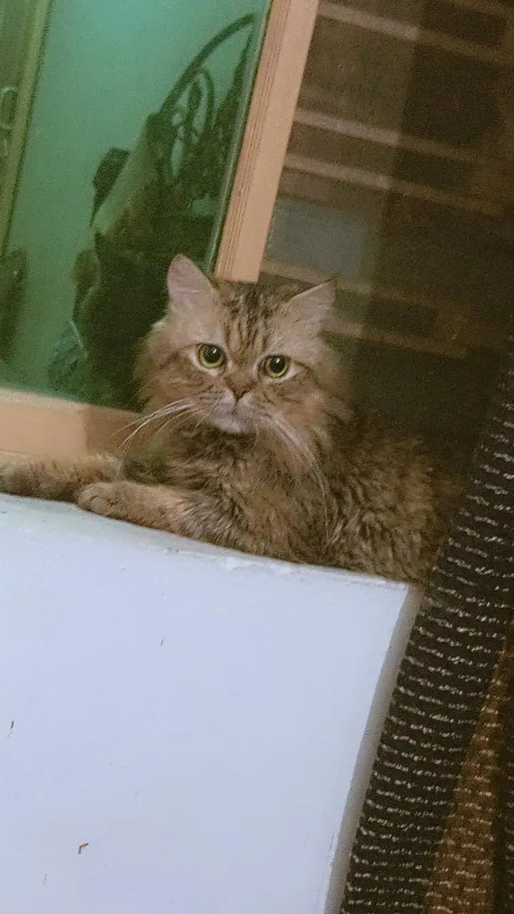 Fluffy Persian Male Cat for Sale Cute Big-Eyed Persian Male Cat — photo 3