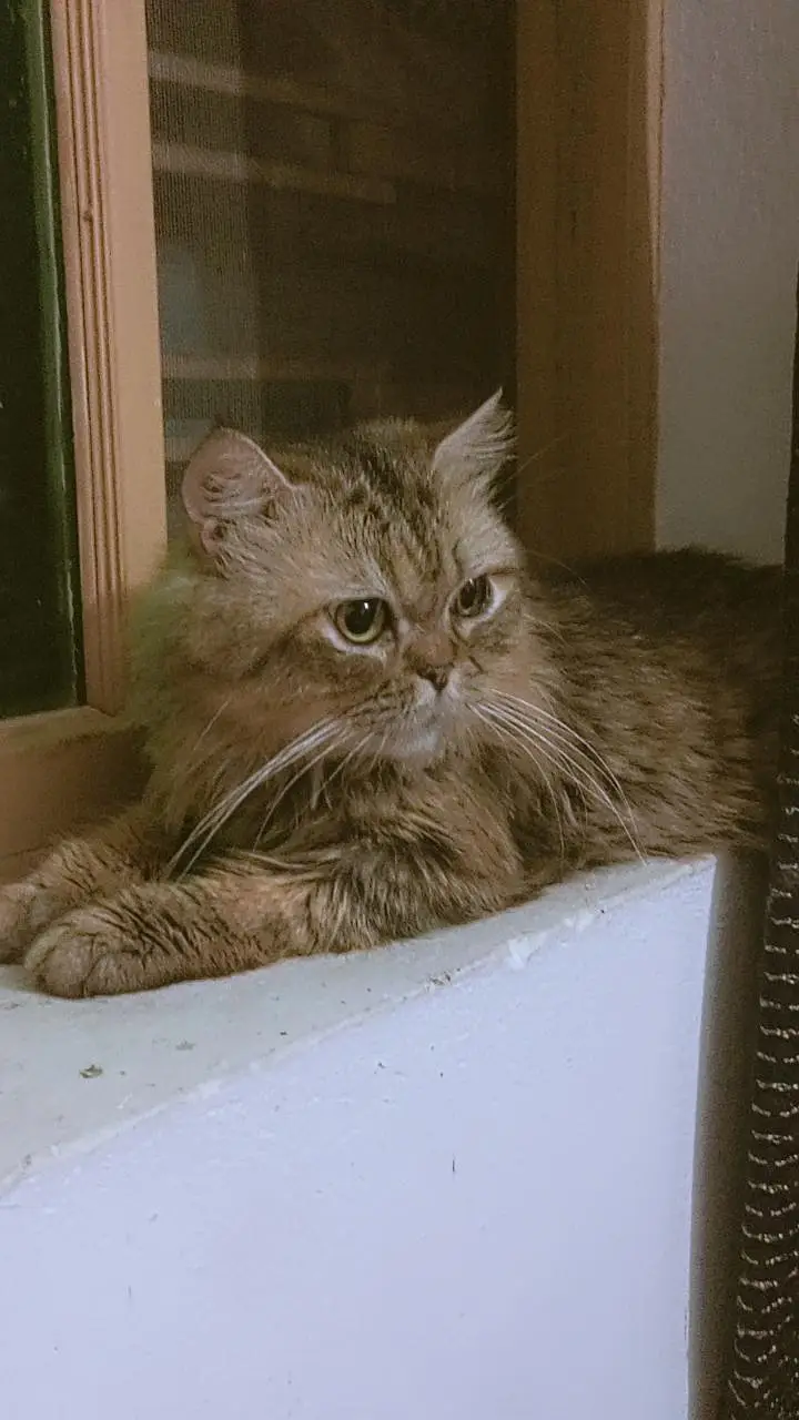 Fluffy Persian Male Cat for Sale Cute Big-Eyed Persian Male Cat — photo 4