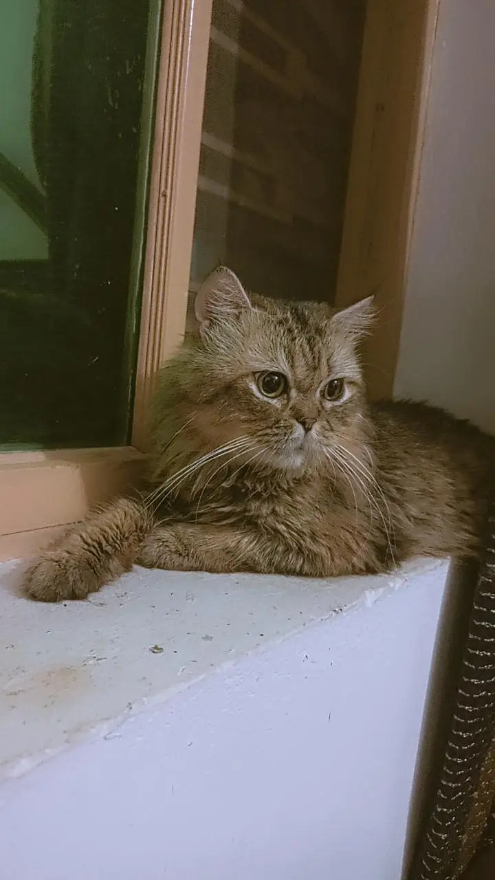Fluffy Persian Male Cat for Sale Cute Big-Eyed Persian Male Cat — photo 5