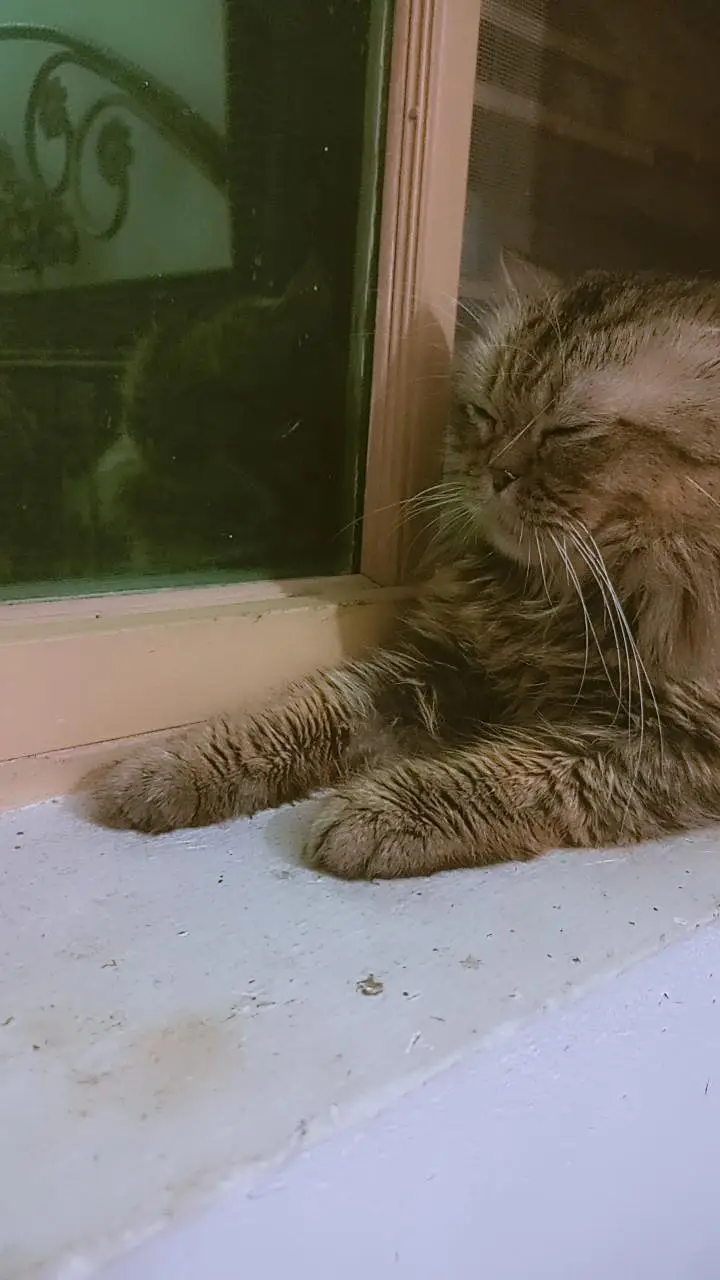 Fluffy Persian Male Cat for Sale Cute Big-Eyed Persian Male Cat — photo 6