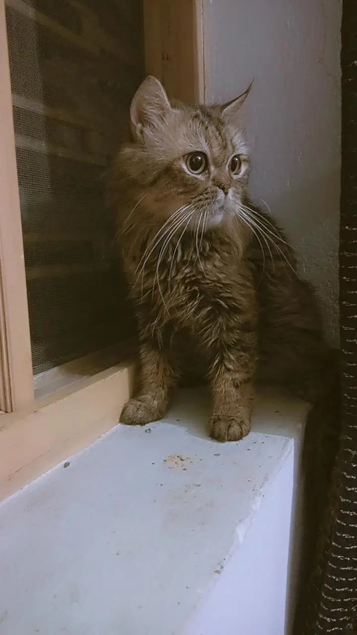 Fluffy Persian Male Cat for Sale Cute Big-Eyed Persian Male Cat — photo 7