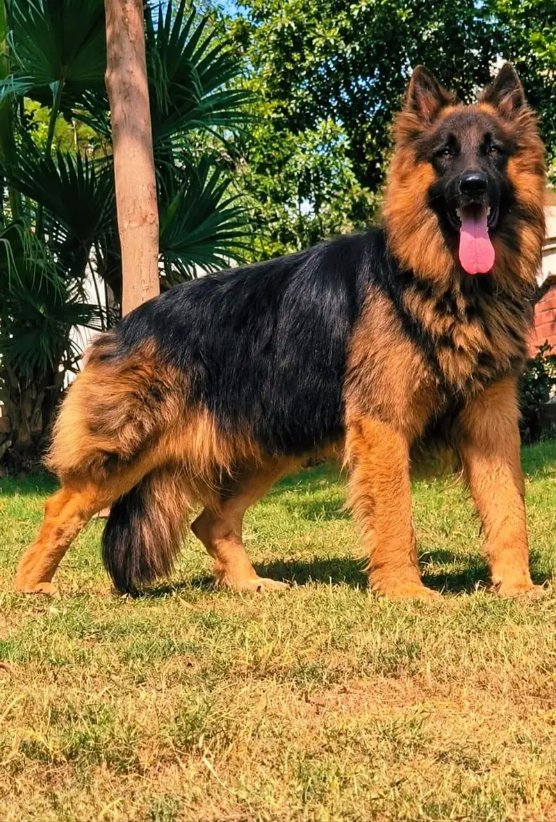 Black mask/ long coat German shepherd male puppy available for sale — photo 2