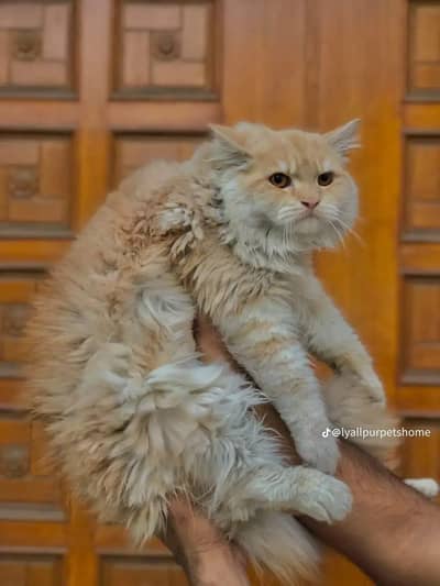Persian Punch face triple coat cat Kitten